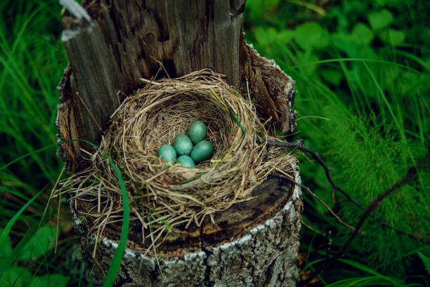 istock American Robin's Eggs and Nest II 821328048