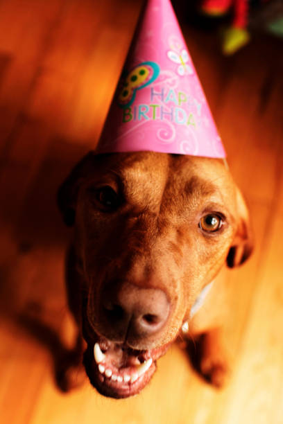 Birthday Dog stock photo