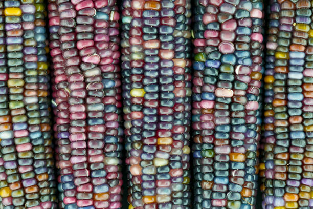 istock glass gem ears, unique variety of rainbow colored corn 821330688