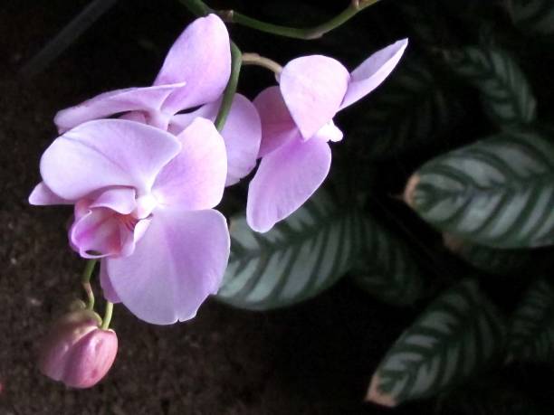istock Washington Orchid Phalaenopsis flower 2011 821330884