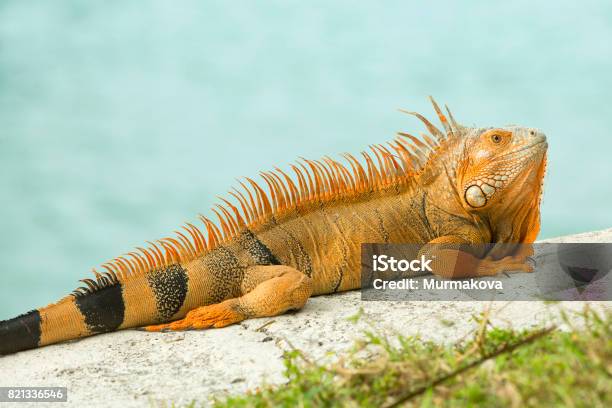 Leuchtend Orange Leguan Iguana Iguana Sonnen Fels Mit Wasser Des Atlantischen Ozeans Florida Stockfoto und mehr Bilder von Florida - USA