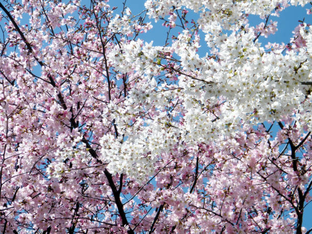 istock Washington Pink and White Cherry Blossoms 2010 821337528
