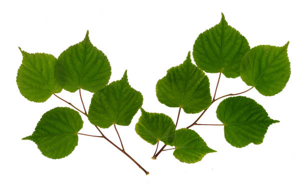 istock Linden branch isolated on white 821337860