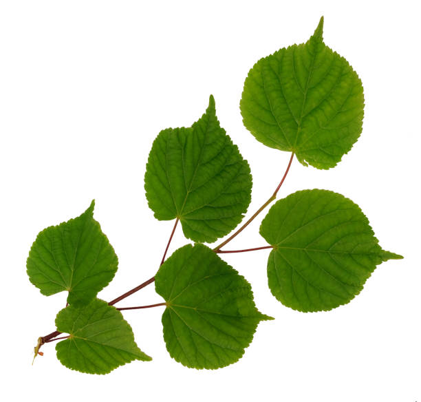 istock Linden branch isolated on white 821337868