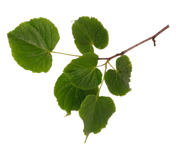istock Linden branch isolated on white 821337884