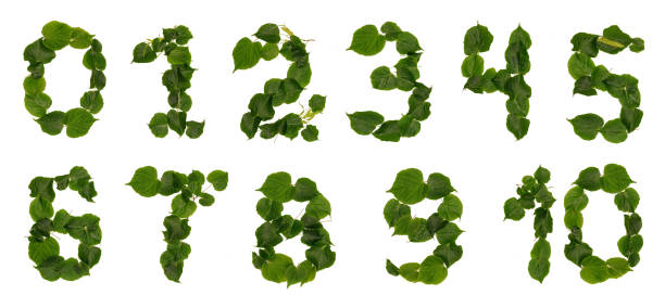 istock Numbers from leaves and flowers lime 821337892