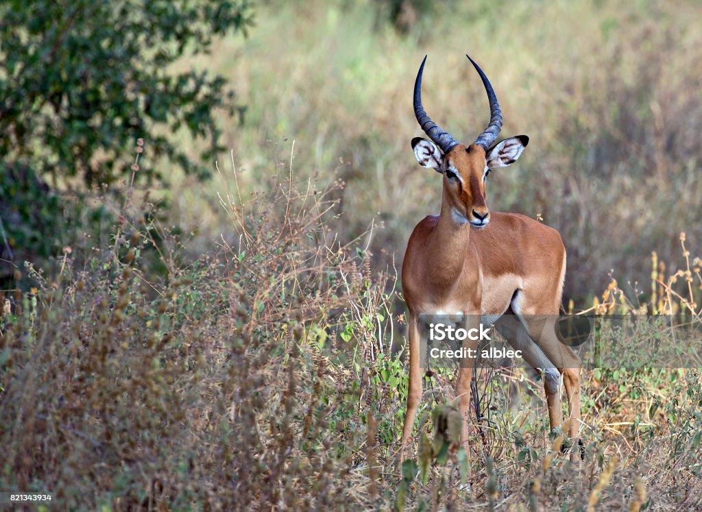 Majestic impala Impala taken in Tarangire national park, Tanzania Adventure Stock Photo