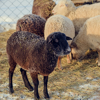 Funny White Black Sheep Winter Walk Stock Photo - Download Image Now -  Abstract, Agriculture, Animal - iStock