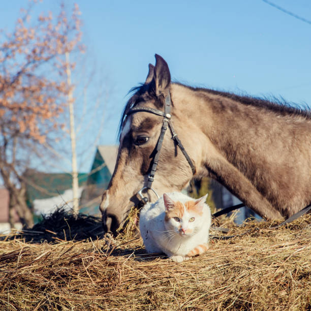 Little red kitten with white shetland pony