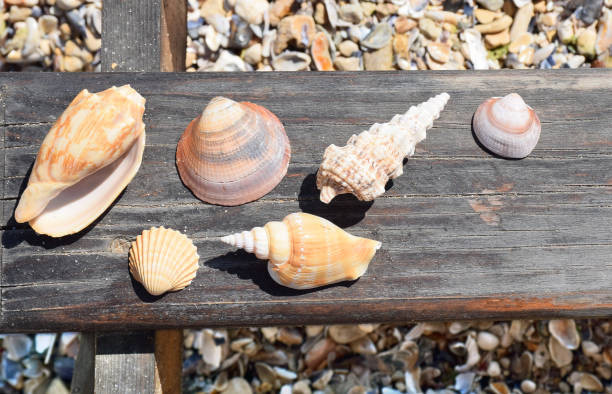 istock Seashells on a Wooden beach chair 821347082