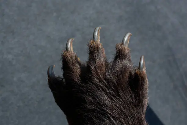 Photo of Black Bear Paw With sharp Claws