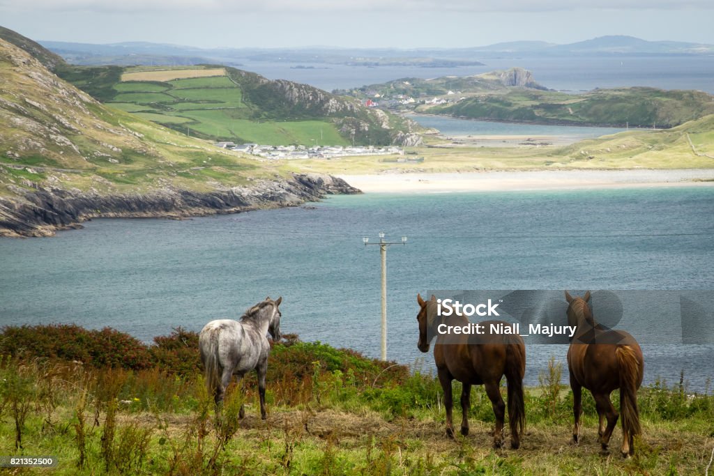 View across field with 3 horses and inlet, towards distant beach View across field with 3 horses (2 brown, 1 white) and inlet, towards distant beach (Galley Cove, near Mizen Head, County Cork, Ireland).  This rural scene is typical of the rugged scenery associated with the Atlantic Way (the western coast of Ireland and a popular destination for tourists). Mizen Head Stock Photo