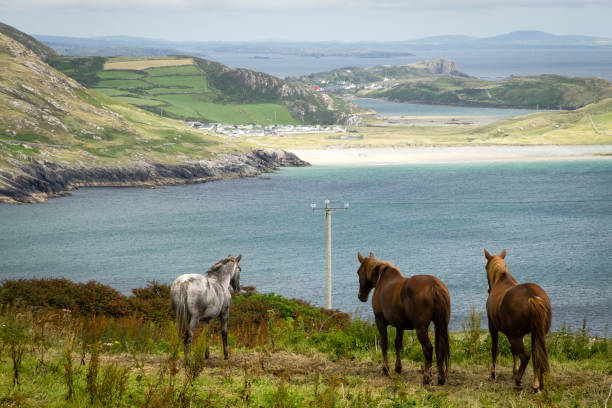 View across field with 3 horses and inlet, towards distant beach View across field with 3 horses (2 brown, 1 white) and inlet, towards distant beach (Galley Cove, near Mizen Head, County Cork, Ireland).  This rural scene is typical of the rugged scenery associated with the Atlantic Way (the western coast of Ireland and a popular destination for tourists). mizen head stock pictures, royalty-free photos & images