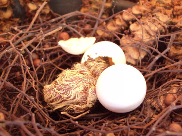 istock Bird nest with newborn bird 821353312