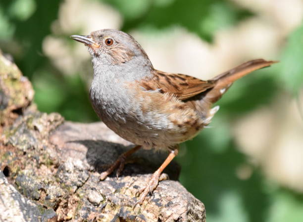 istock close up dunnock hedge sparrow bird eating nut 821355748