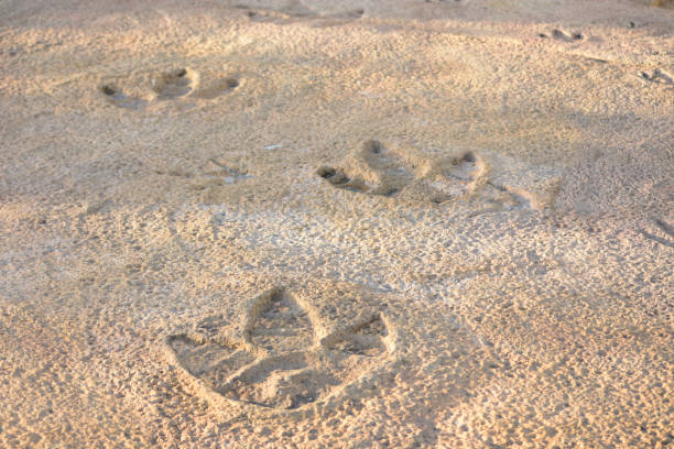 impronte di dinosauro nella roccia - fossil foto e immagini stock