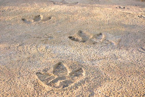 High angle view footprints on the sand at the beach with wave pattern