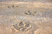 Dinosaur Footprints in Rock