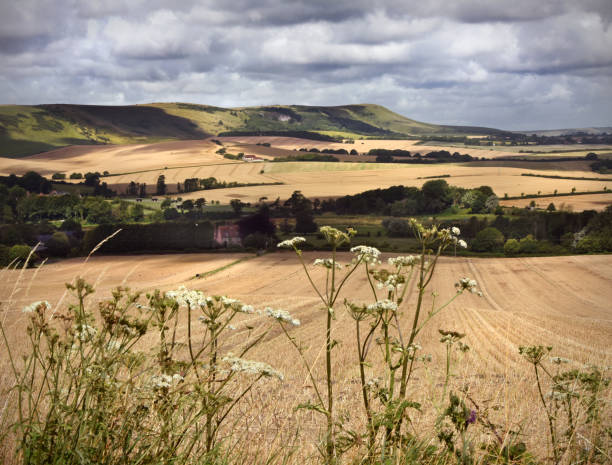 istock Cow Parsley on the South Downs 821362216