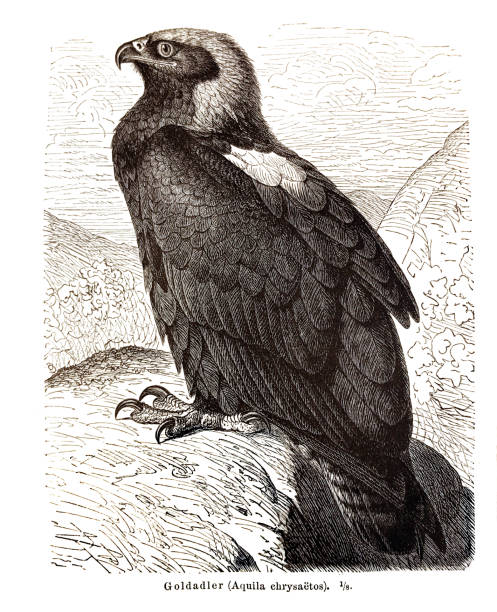 ilustracja siedzącego amerykańskiego złotego orła /aquila chrysaetos/ na skale - 1855 - 1855 stock illustrations