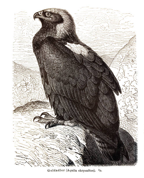 ilustrações de stock, clip art, desenhos animados e ícones de illustration of a seated american gold eagle /aquila chrysaetos/ on a rock - 1855 - 1855