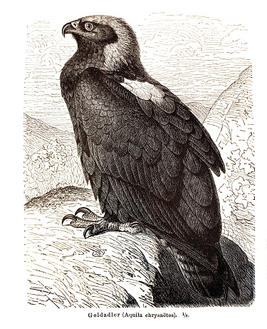 Illustration of a seated American gold eagle /Aquila Chrysaetos/ on a rock - 1855