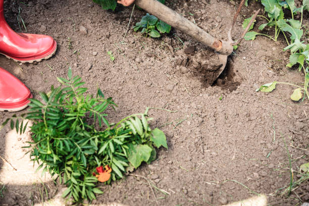 istock Closeup woman gardener digging soil 821362766