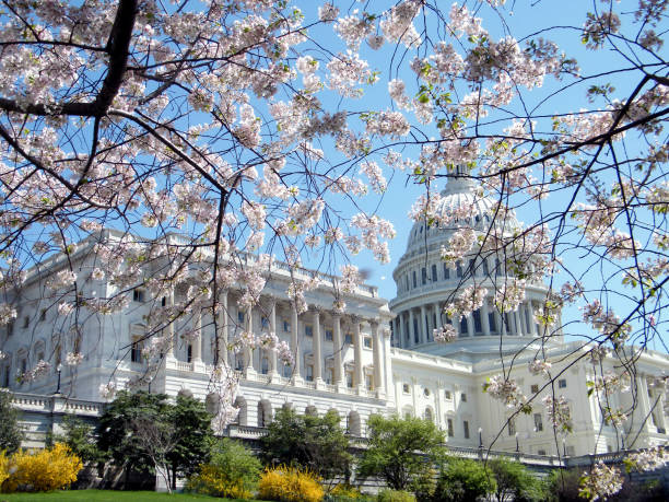 istock Washington the Cherry Blossoms in front of Capitol 2010 821365882