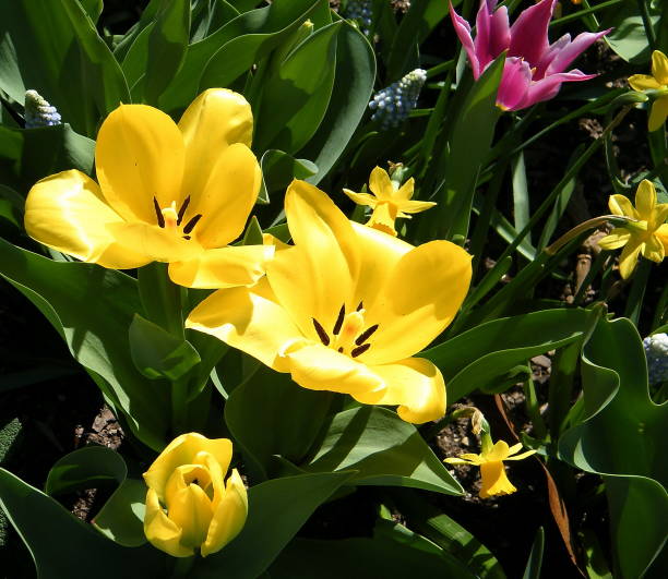 istock Washington tulips and narcissus 2010 821373004