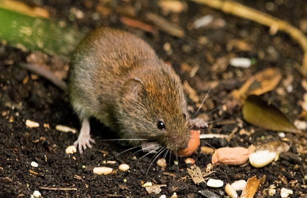 istock cute wood mouse eating a nut funny 821373342
