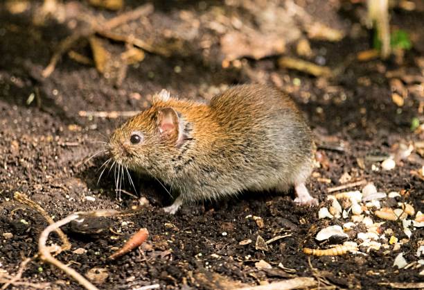 istock cute wood mouse collecting nuts funny 821373488