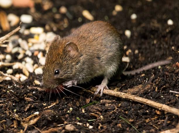 istock cute wood mouse collecting nuts funny 821373510