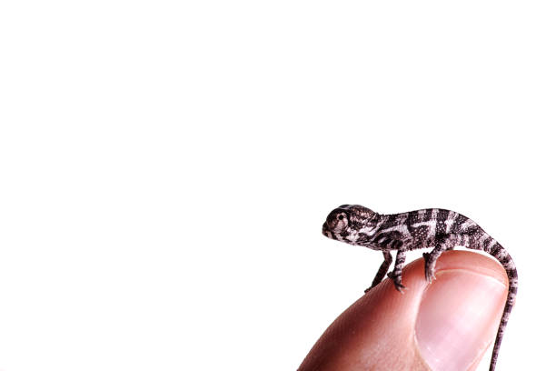 istock Baby Panther Chameleon On finger white background 821376114