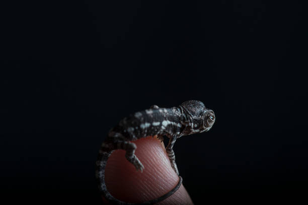 istock Baby Panther Chameleon On finger  black background 821376136