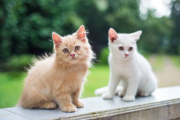 istock two little kitten sit at home 821395060