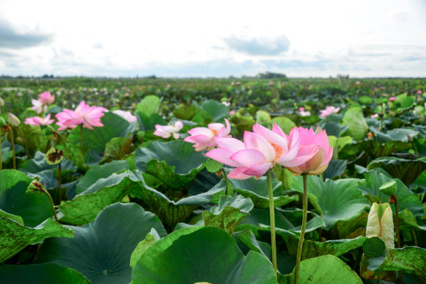 istock Pink lotus petals 821395312