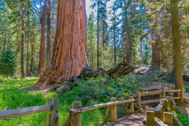 istock Giant Sequoia Redwood trees Kings Canyon National Park, CA 821398868