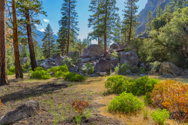 istock Spring morning at Kings Canyon National Park, CA 821399090