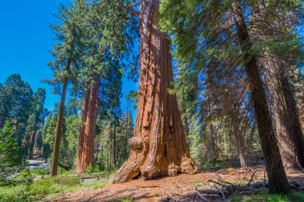 istock Giant Sequoia Redwood trees Kings Canyon National Park, CA (P) 821399368