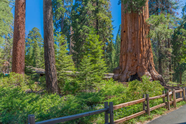 istock Giant Sequoia Redwood trees Kings Canyon National Park, CA 821401464