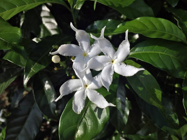 Three white Jasmine flower blooming on the sunshine. White jasmine is a common name for several plants and may refer to Jasminum officinale or Jasminum polyanthum. jasminum officinale stock pictures, royalty-free photos & images