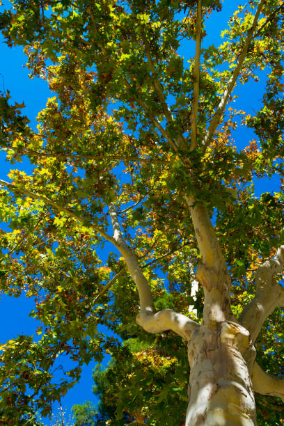 istock Tree under sunny day in autumn; Toledo, Spain 821404152