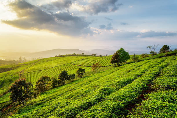 istock Fantastic view of scenic tea plantation at sunset 821407640