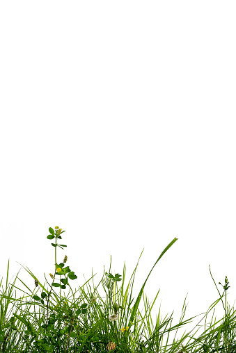 green grass and clover frame at the bottom of vertical picture isolated on white background with copy space for your text