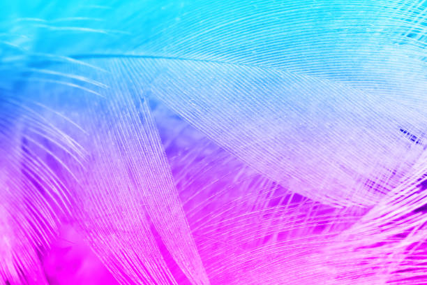 istock Pink and blue color trends chicken feather texture background 821409928