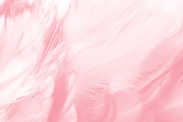 istock Coral Pink vintage color trends feather texture background 821410308