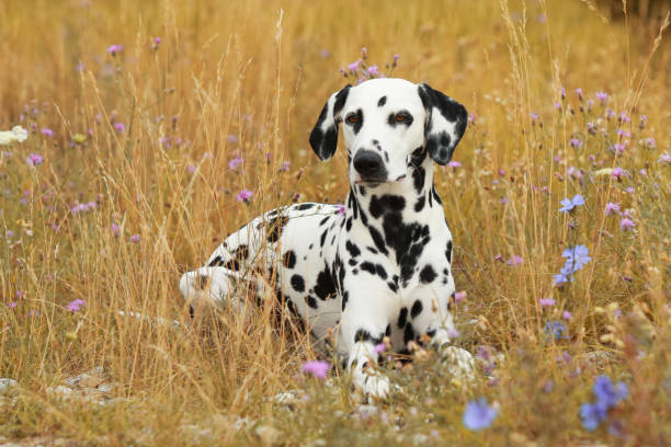 Dalmatian dog is lying in a colorful flowerfield Dalmatian dog is lying in a colorful flowerfield in summer dalmatian stock pictures, royalty-free photos & images