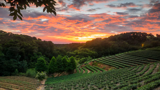 istock tea garden sunset in the summer time with nice background view 821422422