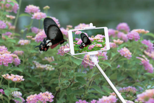 с помощью смартфона сфотографировать бабочку в саду. - animal cell фотографии стоковые фото и изображения