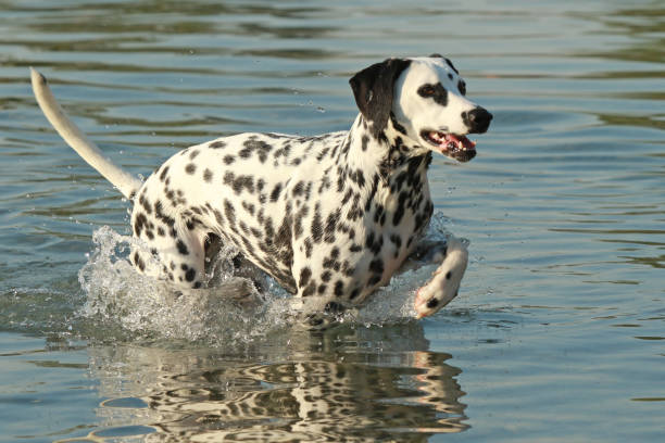istock Dalmatian dog running in a lake 821423364